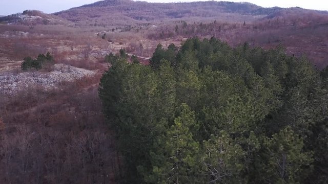 Green Pine Forest in Deep Autumn. September Landscape Pine Forest. Borova Suma u Jesen Selo Cerovlje, Gostilje.