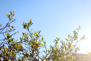 Lemon tree in a garden, illuminated by sunlight. Selective focus.