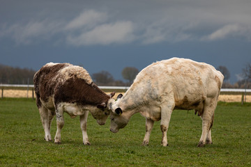 Obraz premium Kühe Rangkampf auf der Weide