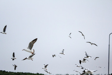 Seagulls flying with blue sky background at Bangpoo Samut Prakarn Thailand