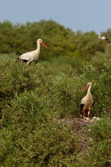 Pair of ring storks perched on the nest in a treetop on a sunny spring day.