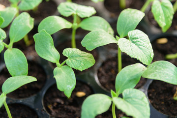 Sapling on Nursery tray