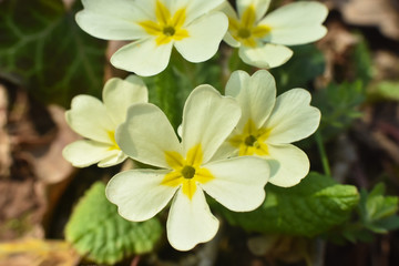 Primrose, Detail of flower of Primula vulgaris. The common primrose or English primrose, European healthy flowering. Herbal medicine