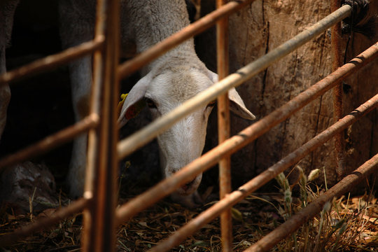 Boring sheep confined in a fenced stable.