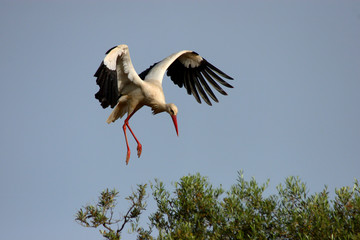 Stork with open wings landing on the top of a tree on a sunny spring day.