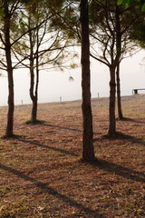 larch forest with sunlight