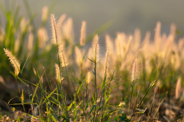Dry Yellow Grass Meadow In Sunset