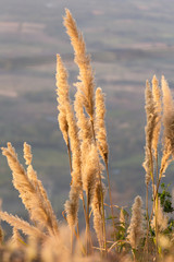Dry Yellow Grass Meadow In Sunset