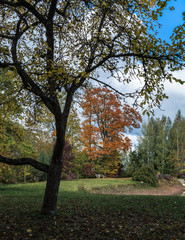 autumn garden landscape with a pond edge and ornamental plants, flowers, large trees, red, yellow tree leaves, blue sky with white clouds, view from the bottom of the apple tree.