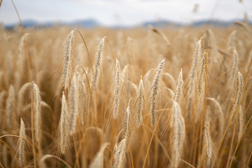 golden brown field of ripe wheat ready for harvest  