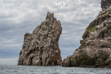 Insel Ireland’s Eye in der Irischen See – Country Dublin, Irland