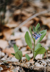 Wild flowers in the forest