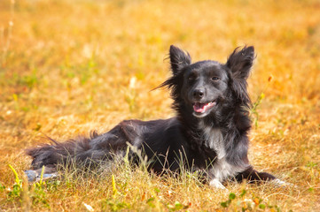 Fototapeta premium Berger on the grass