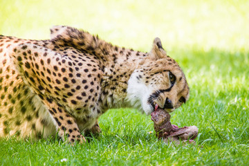 Gepard (Acinonyx jubatus)