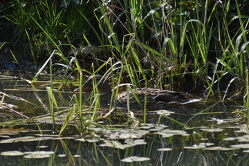 Stockentenpaar auf der Suche 