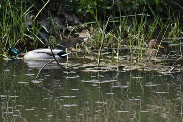 Stockentenpaar auf der Suche 