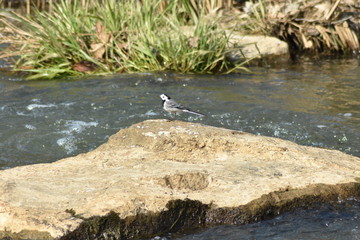Bachstelze auf dem Fels im Fluss