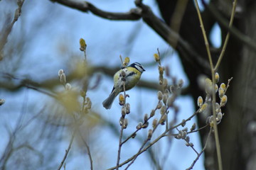 Blaumeise auf dem Weidenzweig 