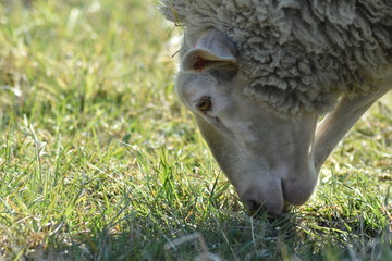 Schaf auf der Weide in verschieden Perspektiven