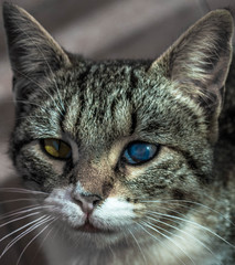 gato ojos colores