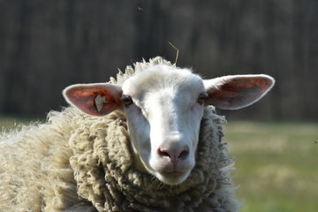 Schaf auf der Weide in verschieden Perspektiven