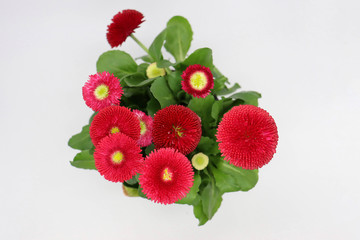 closeup of red daisies (bellis perennis) blossoms