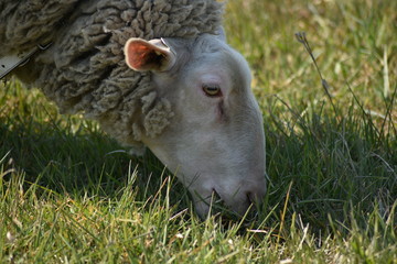 Schaf auf der Weide in verschieden Perspektiven