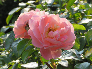 closeup of two pale pink roses