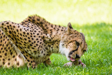 Gepard (Acinonyx jubatus) © Jearu