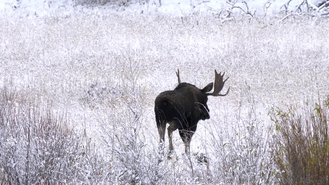 a bull moose walking in a snow covered meadow at yellowstone national park of wyoming, usa