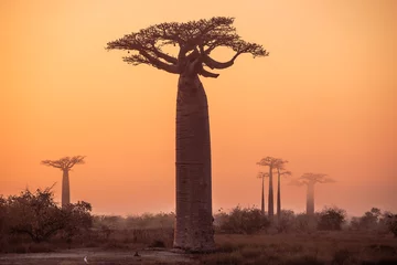 Tischdecke Schöne Baobab-Bäume bei Sonnenuntergang an der Allee der Baobabs in Madagaskar © Michail