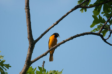 Baltimore Oriole