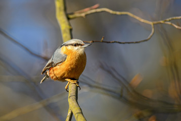 Wood Nuthatch - Sitta europaea, small beautiful perching bird from European forests and woodlands, Zlin, Czech Republic.