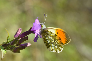 The orange tip butterfly (Anthocharis cardamines) on wildflower. Orange Tip butterfly, spring background
