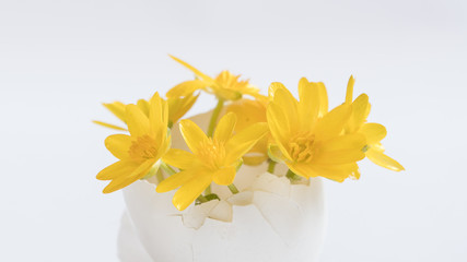  yellow eggshell flowers isolate
