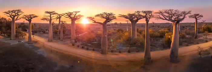 Fototapeten Baobab Schöne Baobab-Bäume bei Sonnenuntergang an der Allee der Baobabs in Madagaskar  © Michail