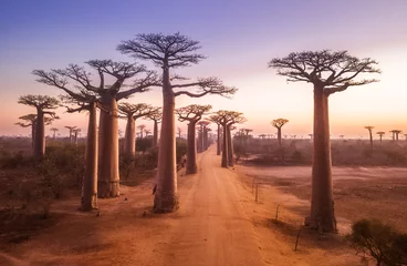 Fototapeten Beautiful Baobab trees at sunset at the avenue of the baobabs in Madagascar © Michail
