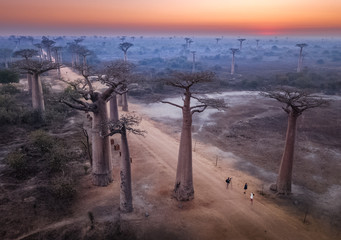 Beautiful Baobab trees at sunset at the avenue of the baobabs in Madagascar