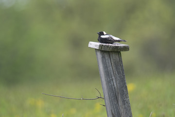 Bobolink