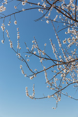Outdoor spring mountain apricot blossom and blue sky，Armeniaca sibirica (Linn.) Lam.