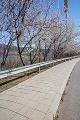 Outdoor spring mountain apricot blossom and walkway，Armeniaca sibirica (Linn.) Lam.