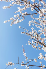Outdoor spring mountain apricot blossom and blue sky，Armeniaca sibirica (Linn.) Lam.