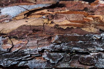 bark of a tree