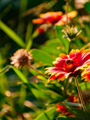 Biene kurz vor dem Abflug auf einer Blume