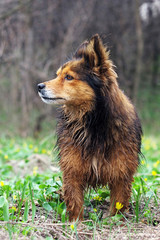 Little fluffy dog for a walk in the morning in the forest. In the spring forest, a serious dog...