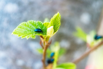 Agelastica alni, the alder leaf beetle eating green leaf, is species of leaf beetle in the genus Agelastica