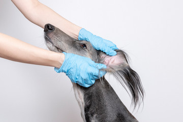 female hands in blue medical gloves gently hold a gray greyhound dog. white background. veterinary concept.