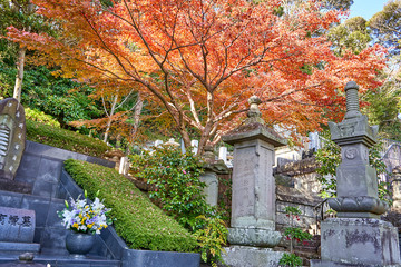 Tree with red leaves near the temple in autumn