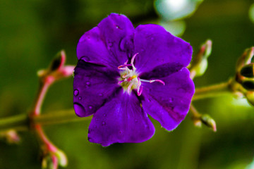 Wild flower of tierra fia, in the paramo the central mountain range, Inza, Cauca, Colombia