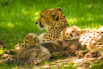 Junge Geparden (Acinonyx jubatus)